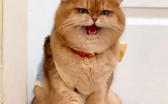 日本最强rapper潮水网站